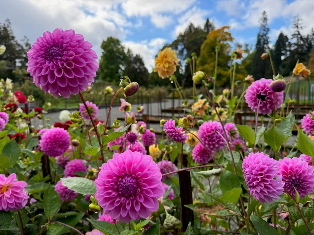Dahlia '20th Ave Tranquility' (20th Ave Tranquility Dahllia